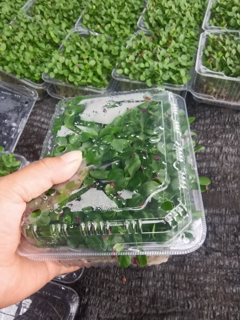 四季供应香椿芽苗菜活体香椿苗基地直发可预订