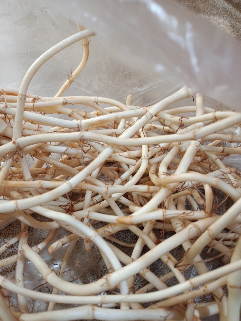 【热卖】自家种植的鱼腥草品质好价格便宜，欢迎各位老板来电
