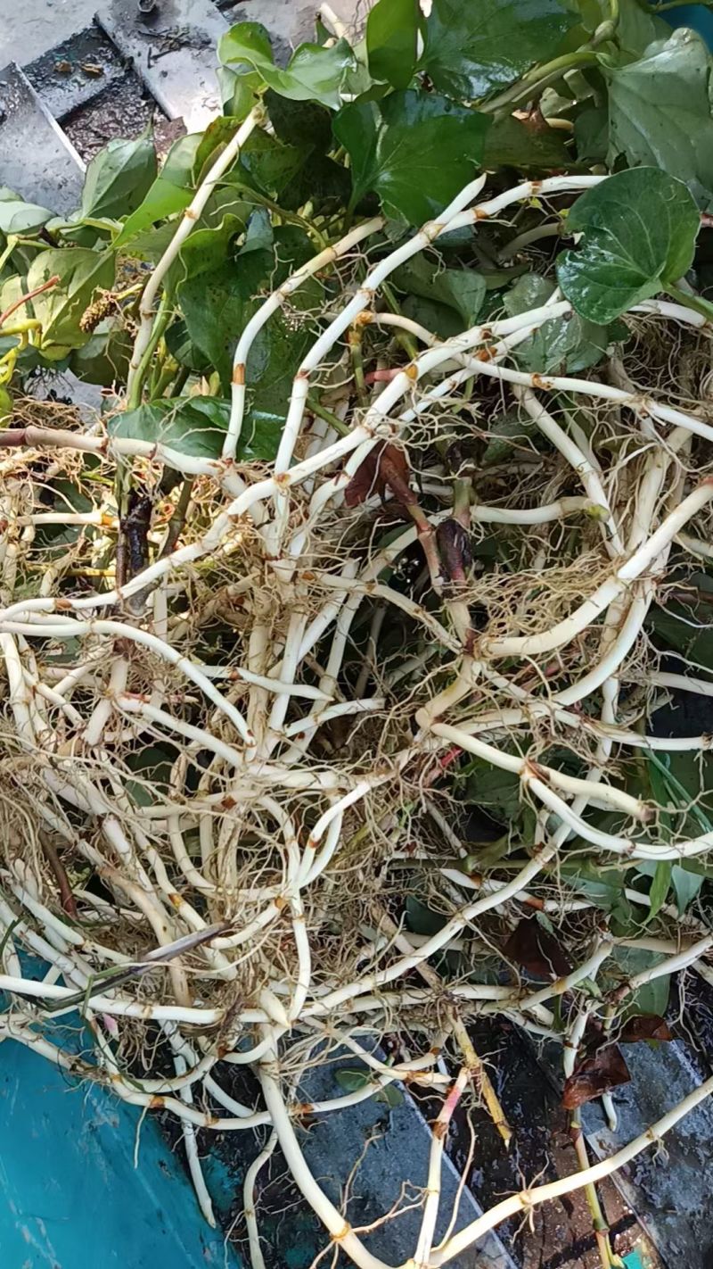【热卖】自家种植的鱼腥草品质好价格便宜，欢迎各位老板来电