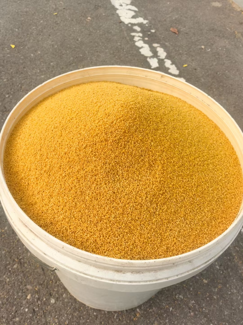 内蒙古和本地新小米大量上市，出油，粘，香，欢迎选购