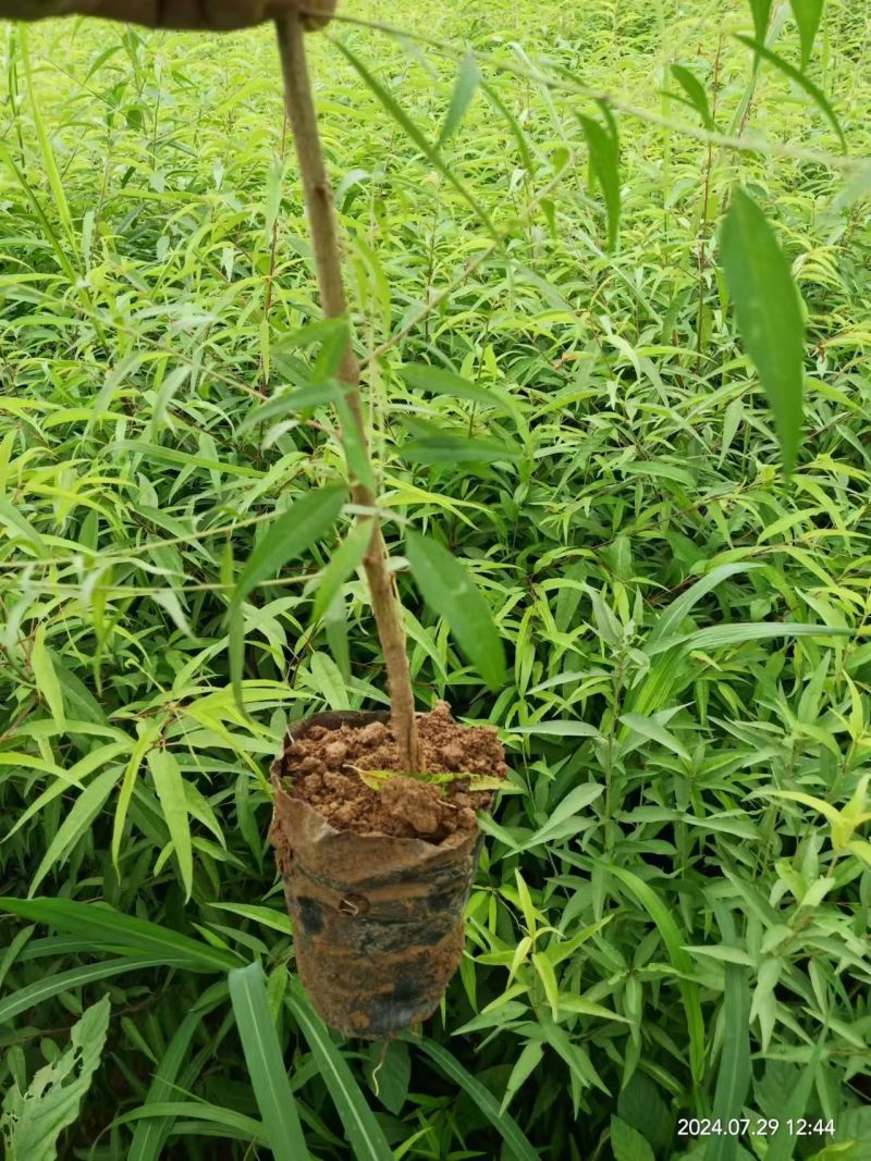 山桃杯苗