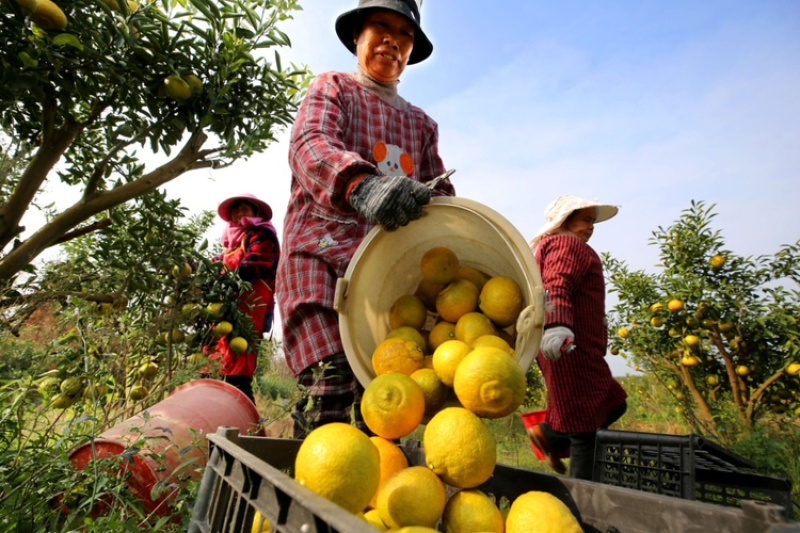 湖北蜜柚三红柚白心柚子红心柚可一件代发电商出口量大从优