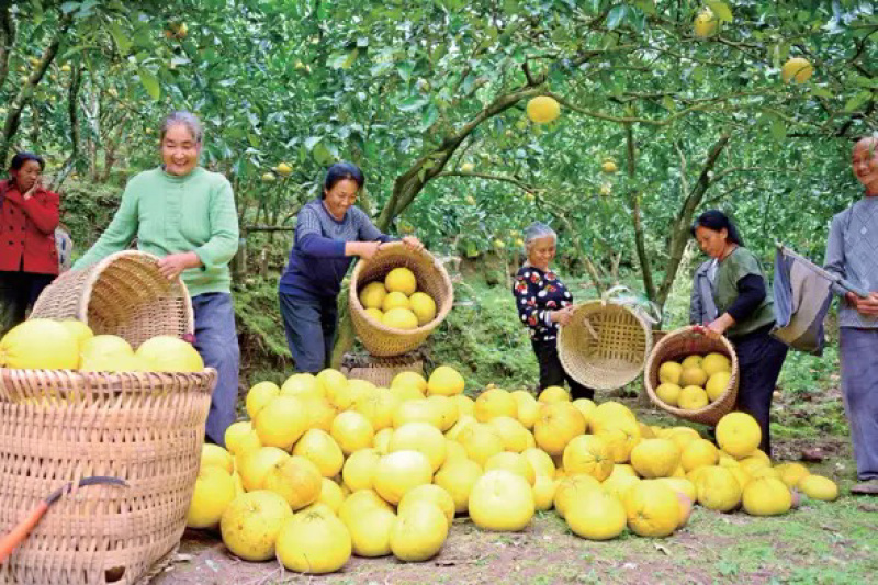 湖北蜜柚三红柚白心柚子红心柚可一件代发电商出口量大从优