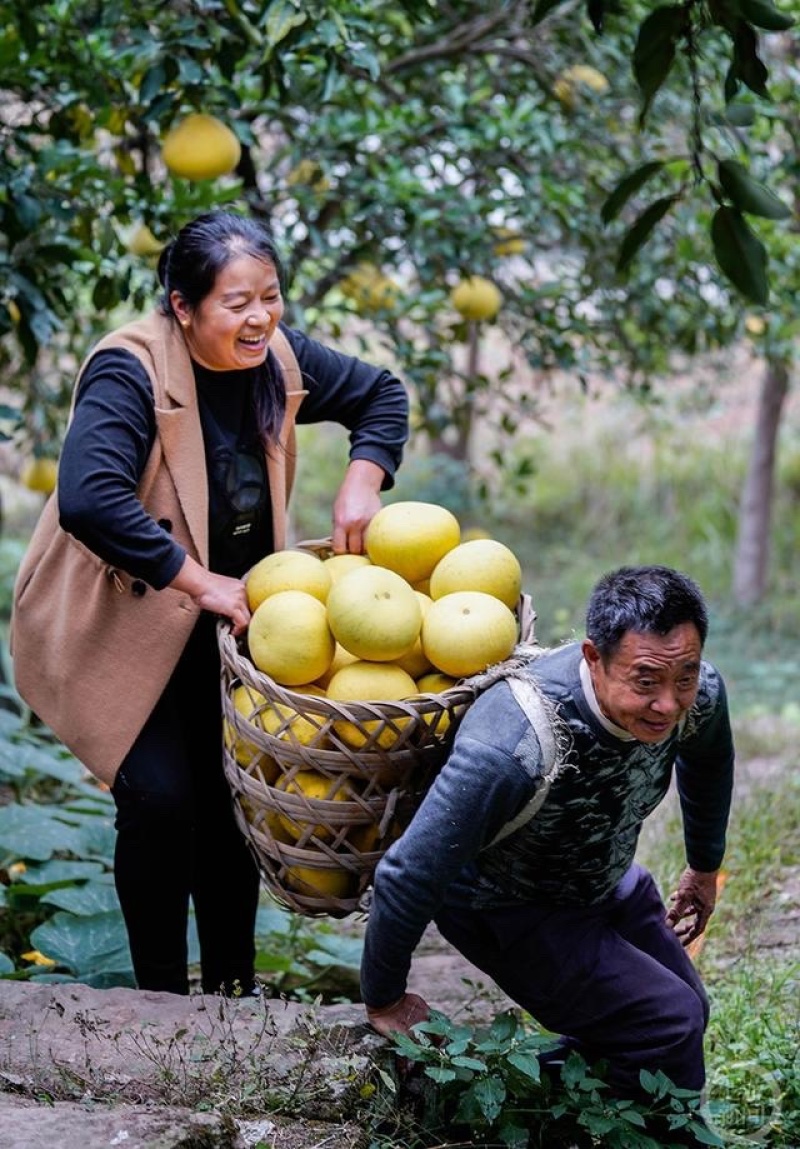 湖北蜜柚三红柚白心柚子红心柚可一件代发电商出口量大从优