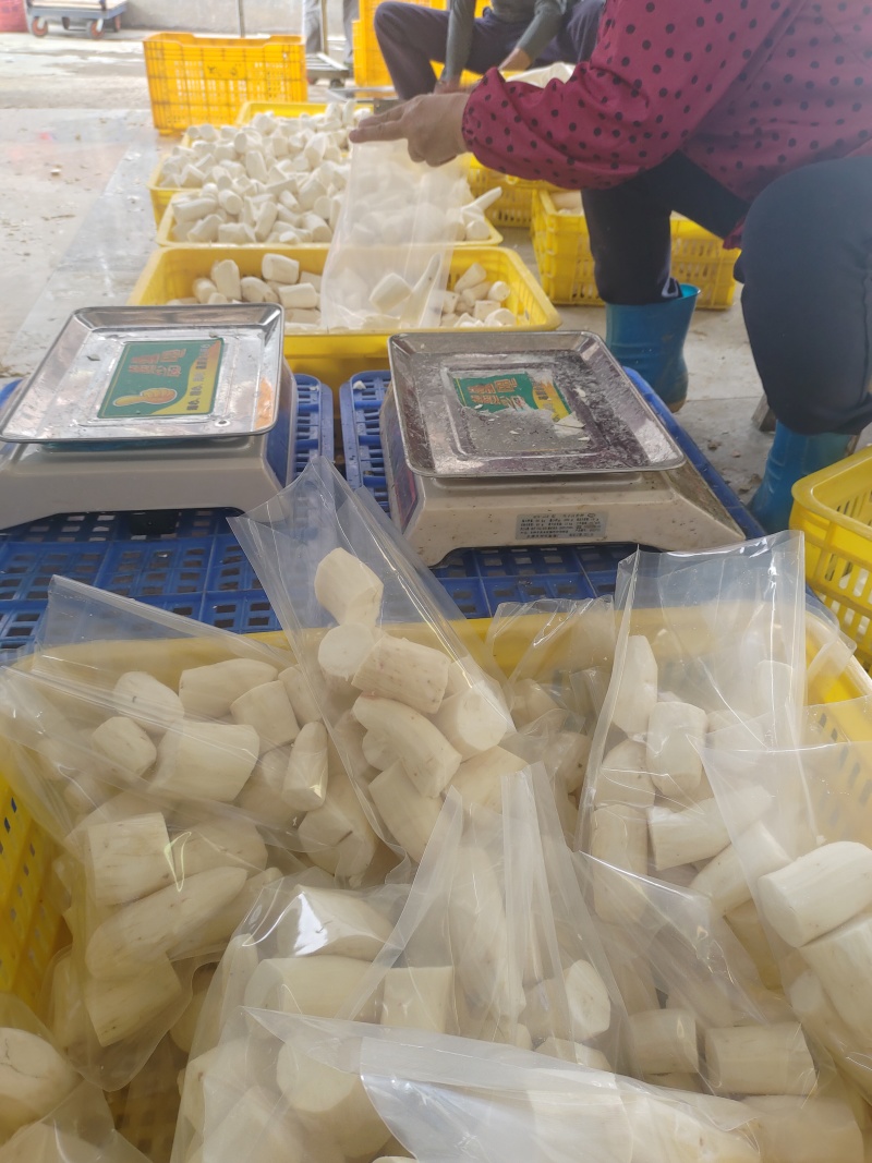 原产地黄心木薯去皮、切块真空包装，冷藏冷链