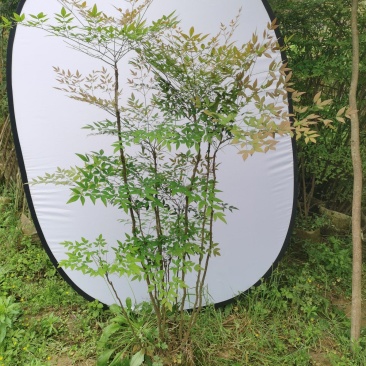 精品熟桩南天竹