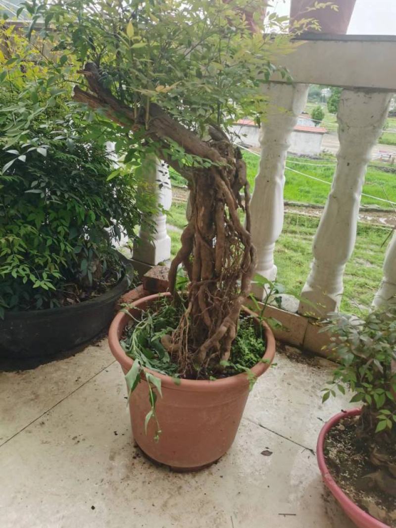 精品熟桩南天竹
