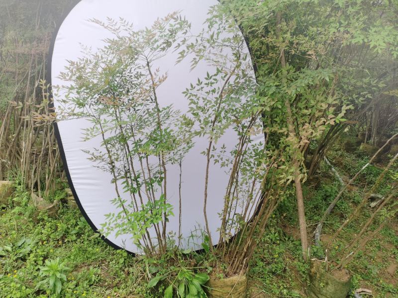 精品熟桩南天竹