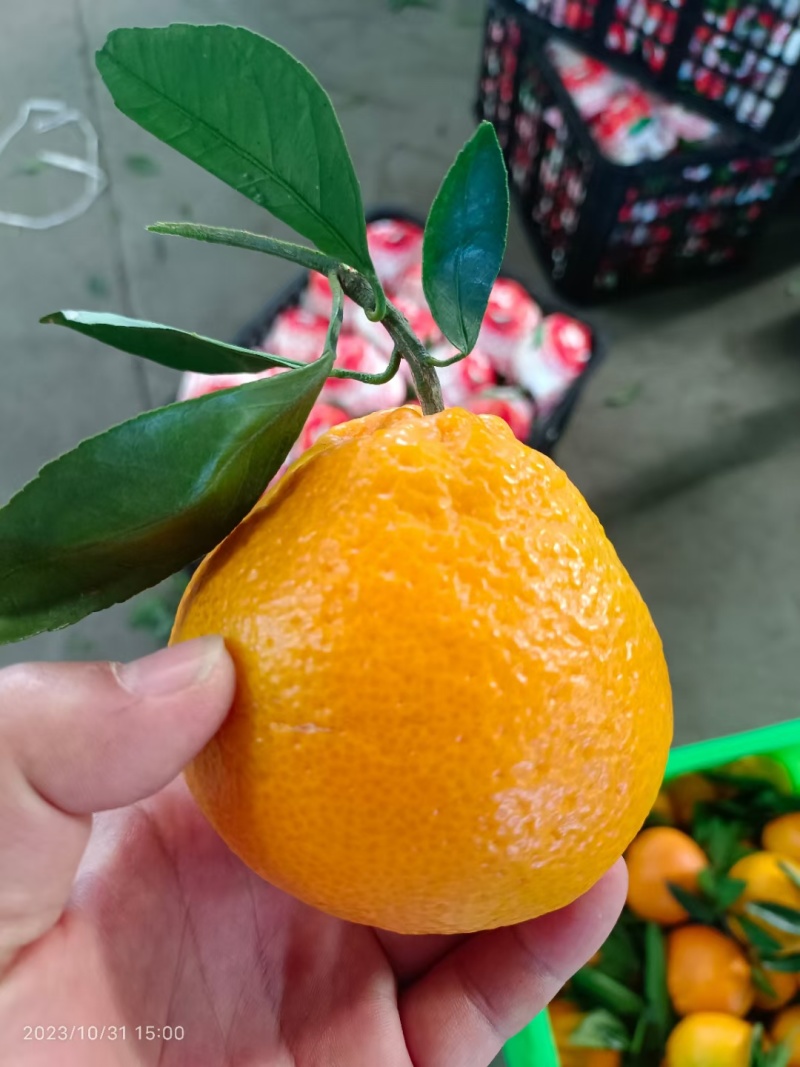 丑橘假丑橘产地大量有货口感甜果大颗粒饱满水分足产地直发