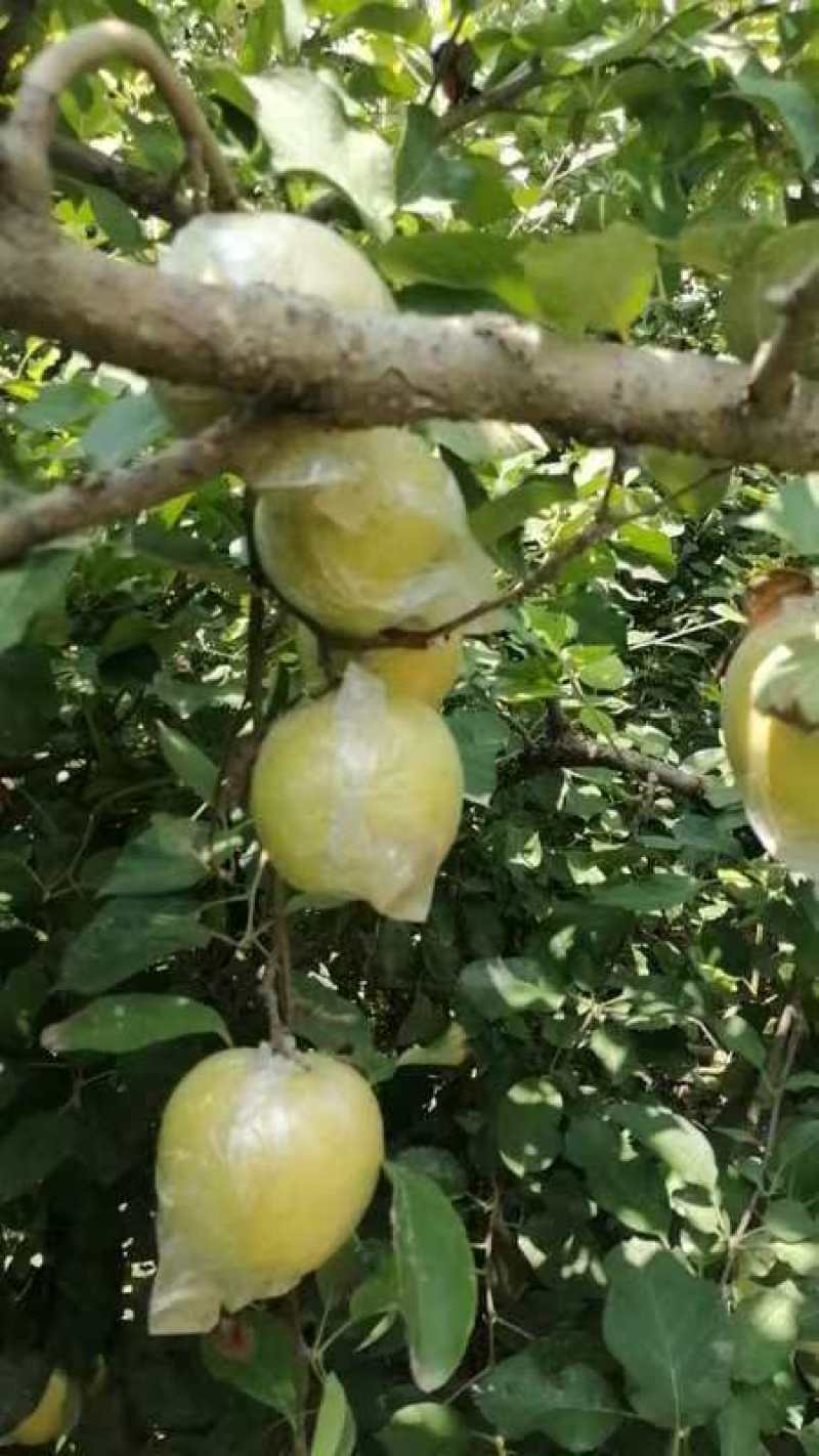 江苏丰县大沙河红钱富士，黄金帅以大量上市