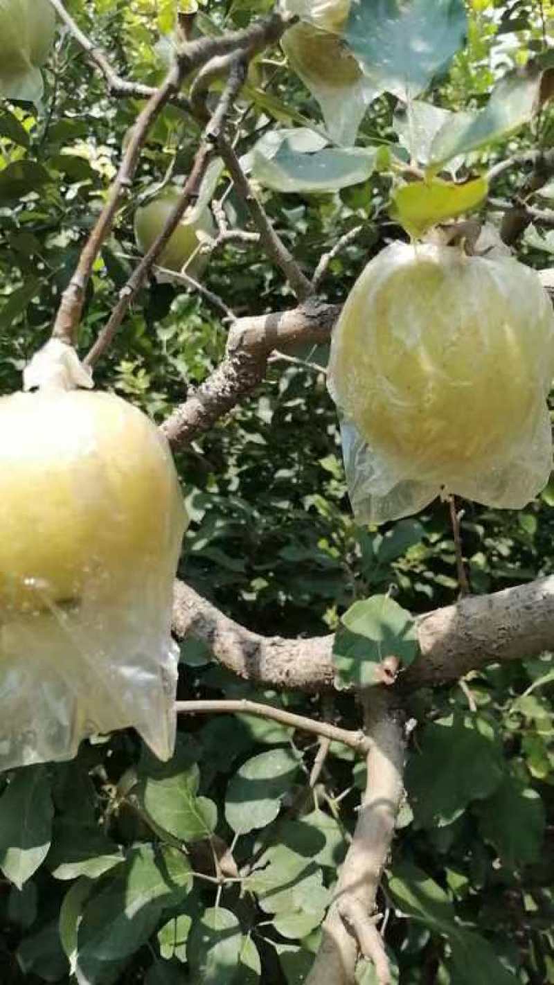 江苏丰县大沙河红钱富士，黄金帅以大量上市