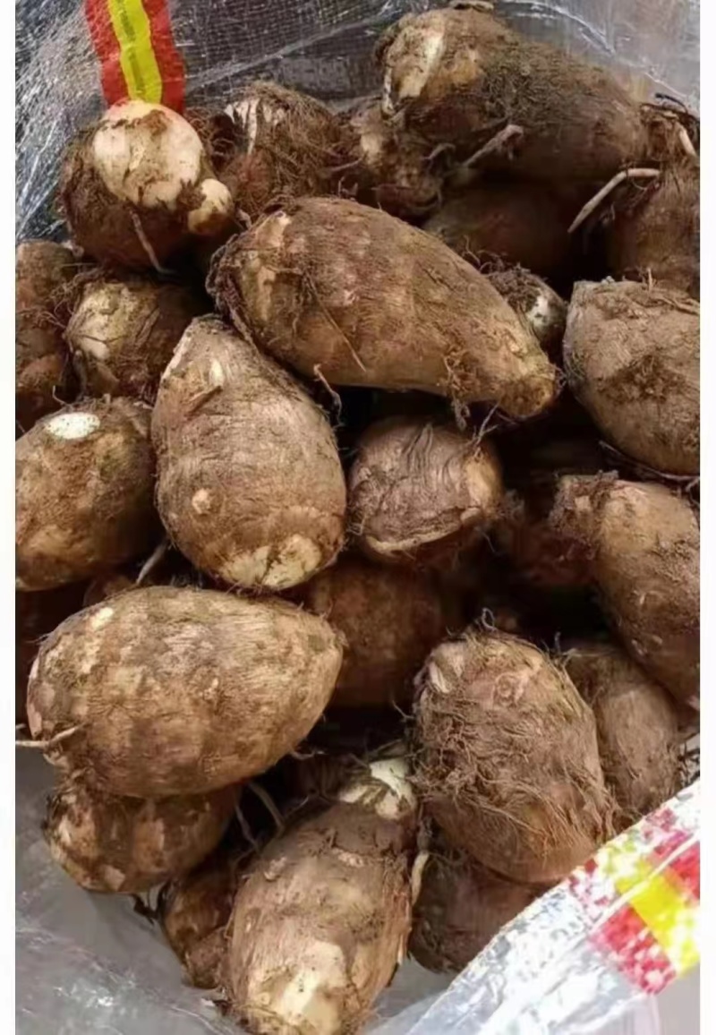 山东芋头【8520】毛芋按需加工产地直发保质保量全国发