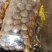 山东芋头【8520】毛芋按需加工产地直发保质保量全国发