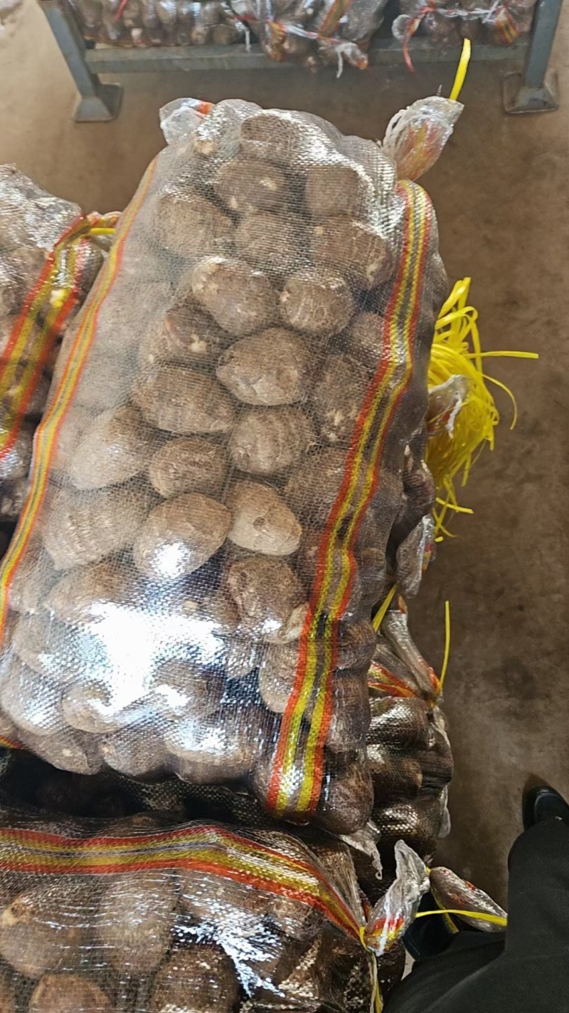 山东芋头【8520】毛芋按需加工产地直发保质保量全国发