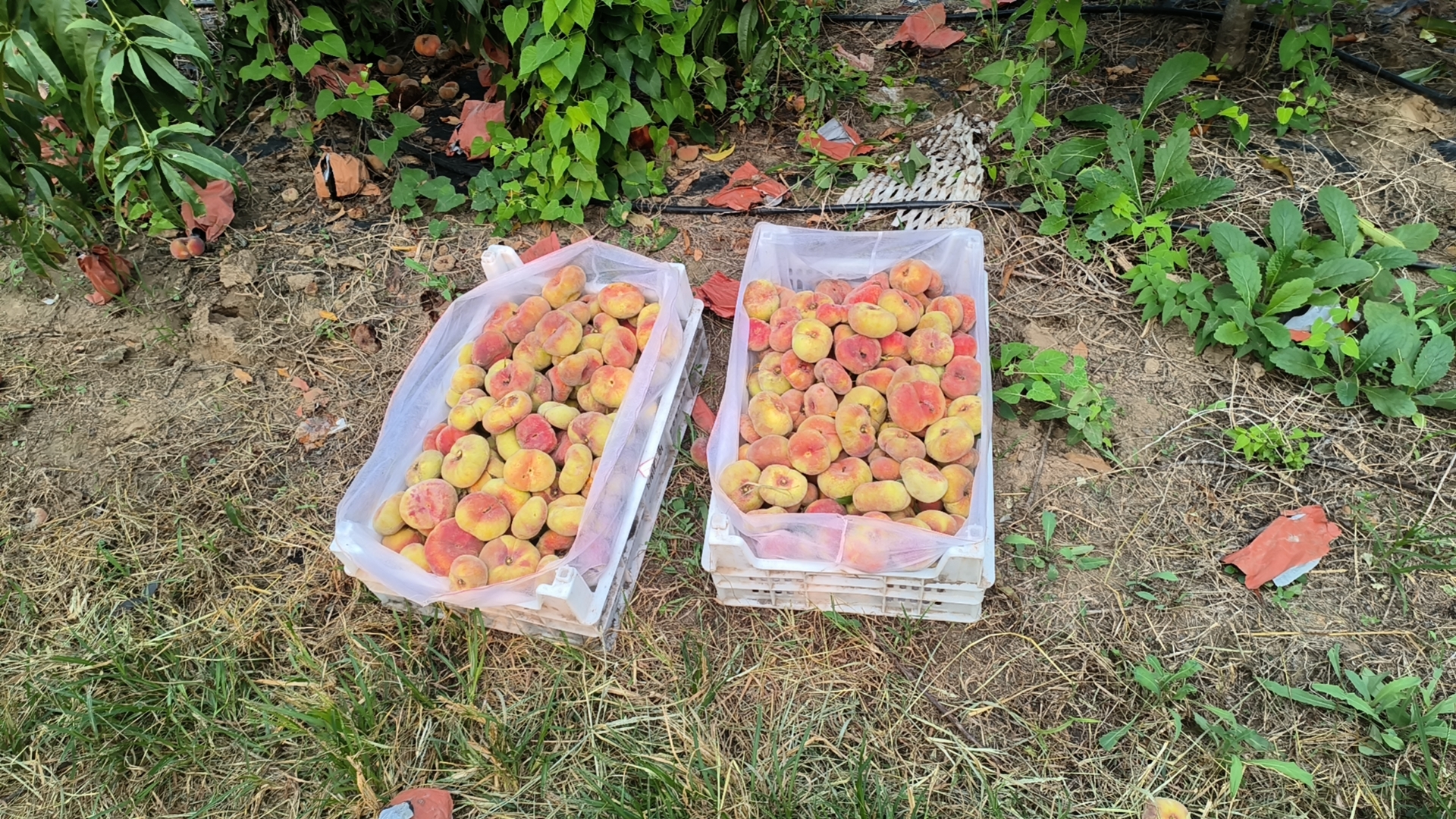 中蟠7号蟠桃采摘现场