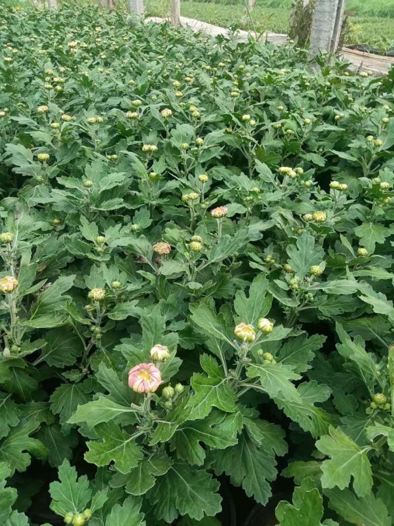 国庆菊，10月开花，大红，玫红，黄，多种规格