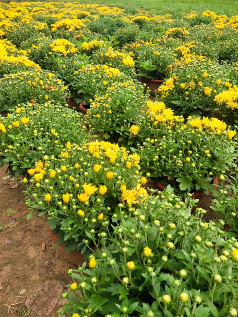 国庆菊，10月开花，大红，玫红，黄，多种规格