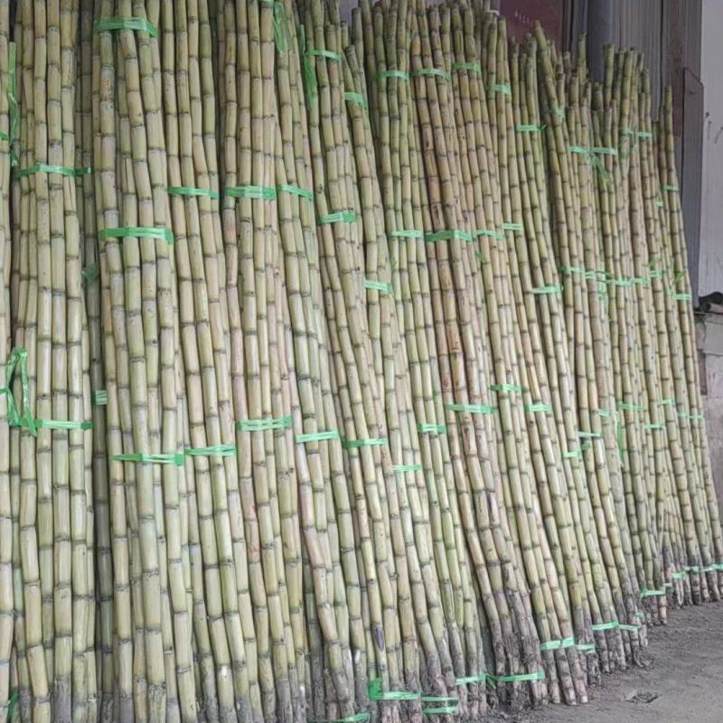 云南黄金甘蔗黄皮甘蔗大量供应基地直供保质保量量大优惠