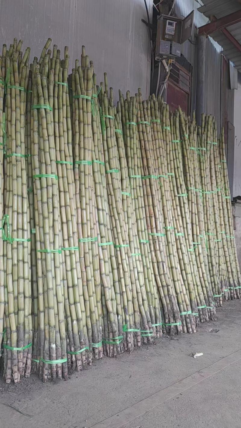 云南黄金甘蔗黄皮甘蔗大量供应基地直供保质保量量大优惠