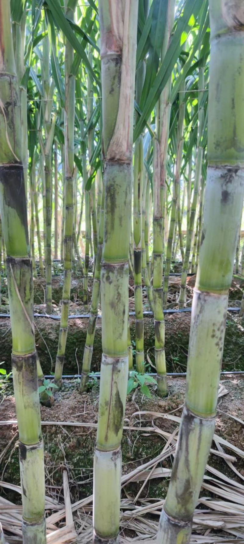 云南黄金甘蔗黄皮甘蔗大量供应基地直供保质保量量大优惠