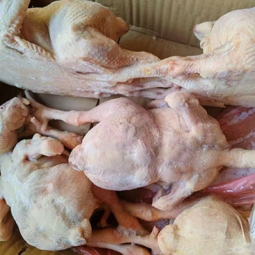肉食鸡