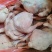 肉食鸡