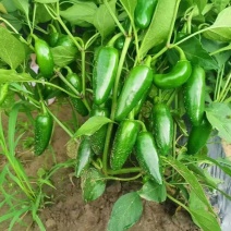 【推荐】精品泡椒产地大量供应直发品质保障可视频看货