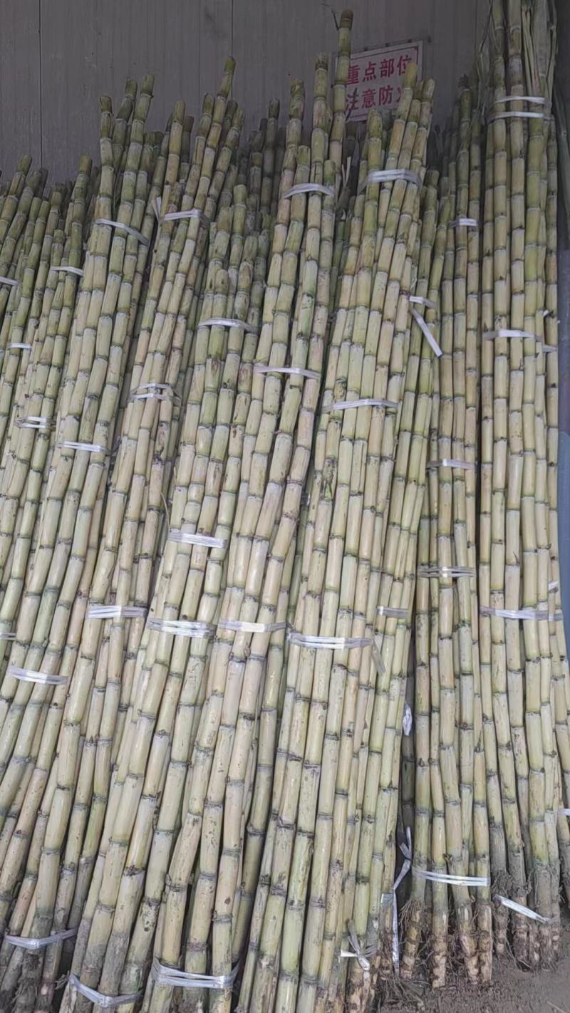 云南黄金甘蔗黄皮甘蔗大量供应基地直供保质保量量大优惠