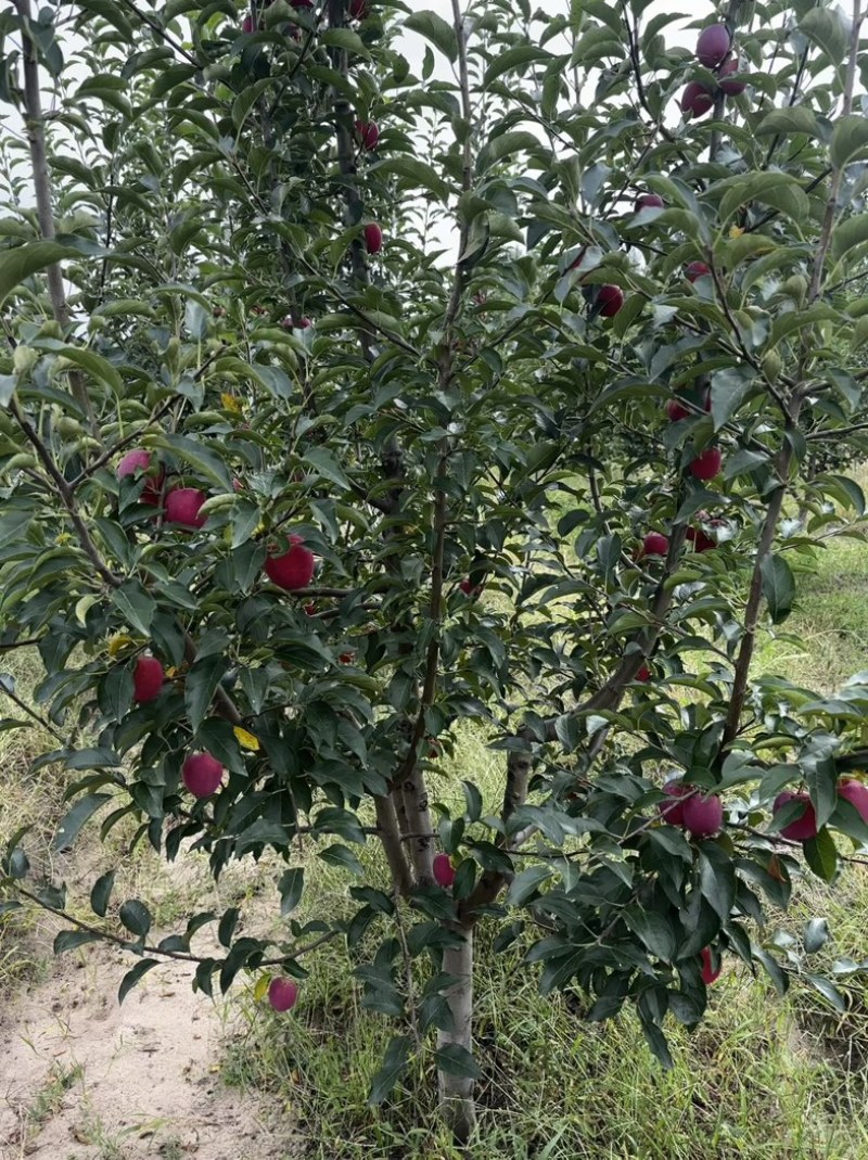 鸡心果