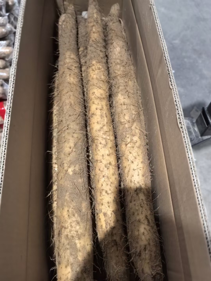 白玉山药大量供应产地直发品质保障，欢迎选购
