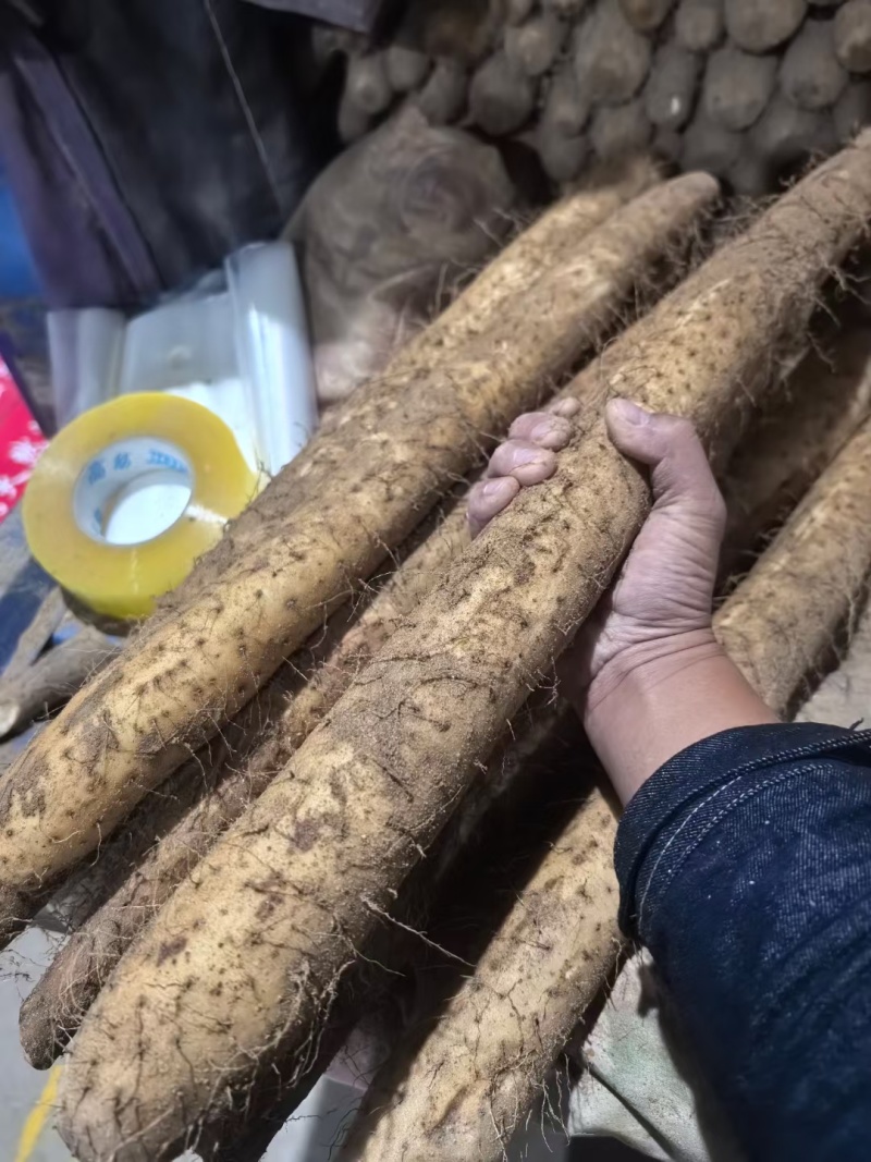 白玉山药大量供应产地直发品质保障，欢迎选购