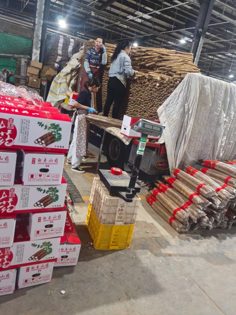白玉山药大量供应产地直发品质保障，欢迎选购