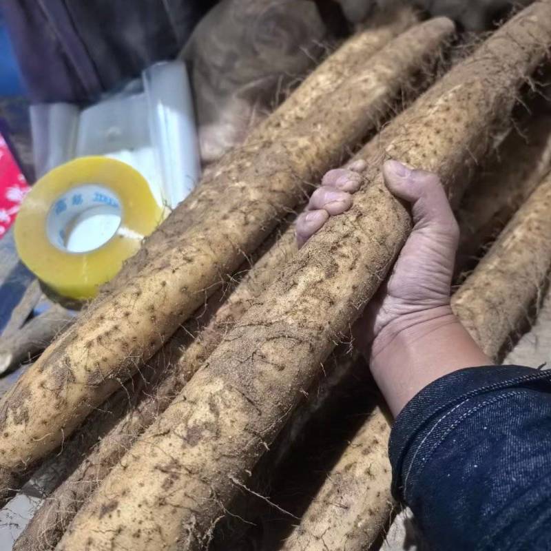 白玉山药大量供应产地直发品质保障，欢迎选购