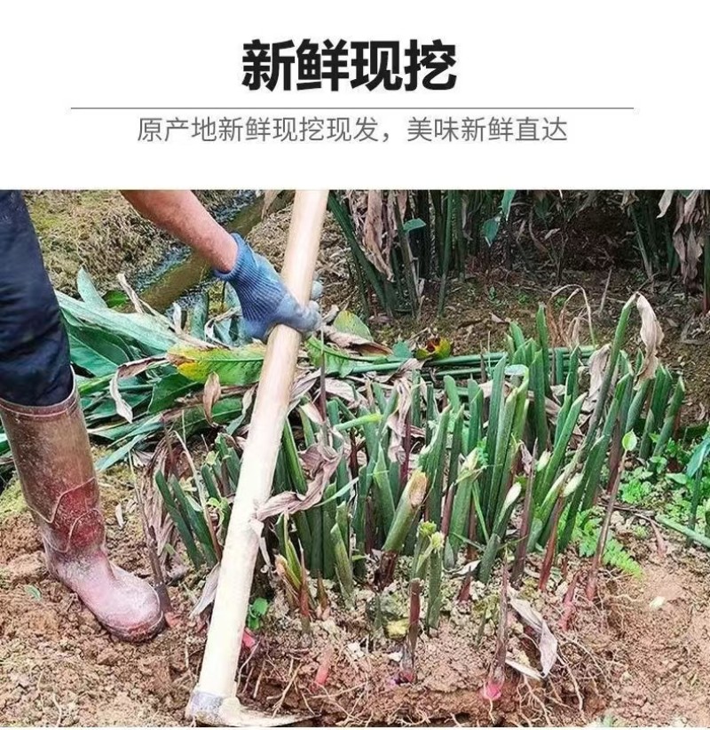 湛江山姜南姜，产地直发货源保证，量大价优，欢迎来电合作