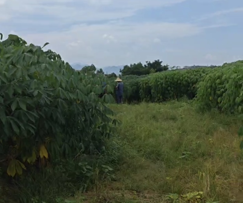 原产地黄心木薯去皮、切块真空包装，冷藏冷链