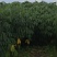 原产地黄心木薯去皮、切块真空包装，冷藏冷链