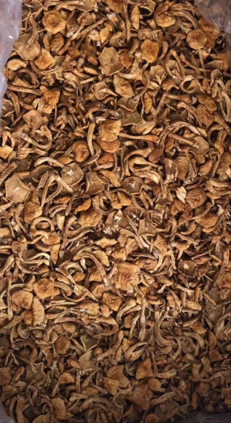 干滑子菇，东北特产，可视频看货，价格公道，诚信经营