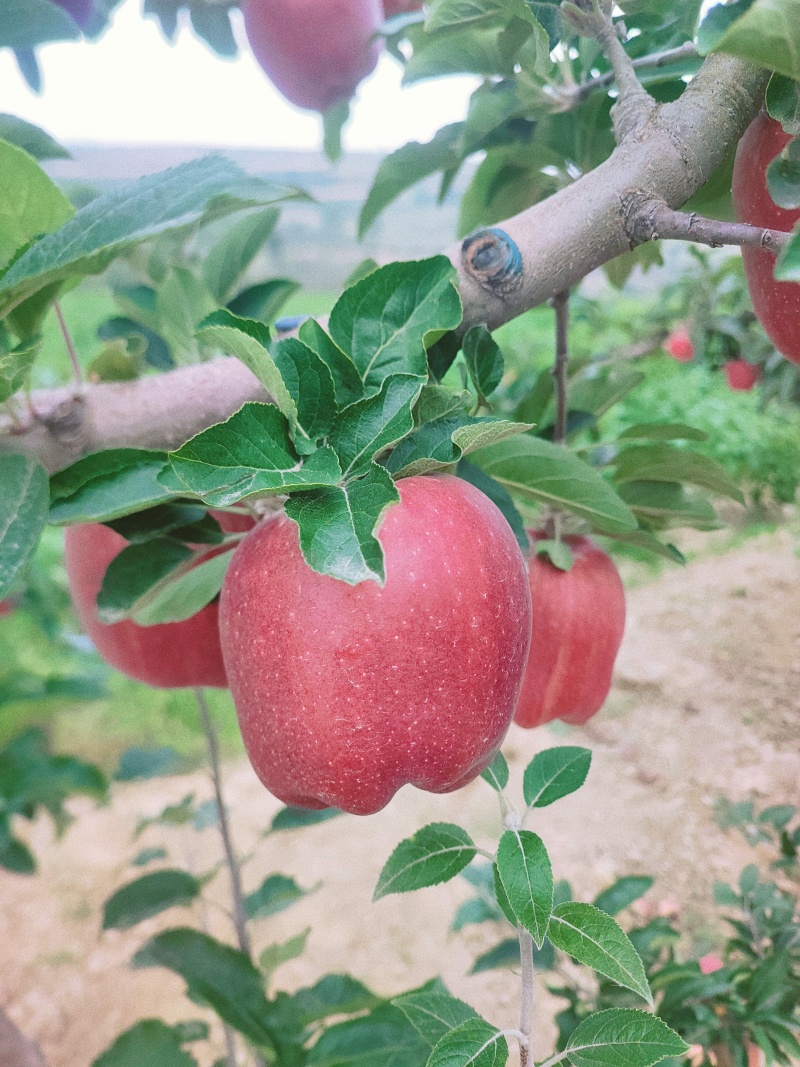 天水花牛苹果开摘代收供应市场电商各种大型超市支持快递