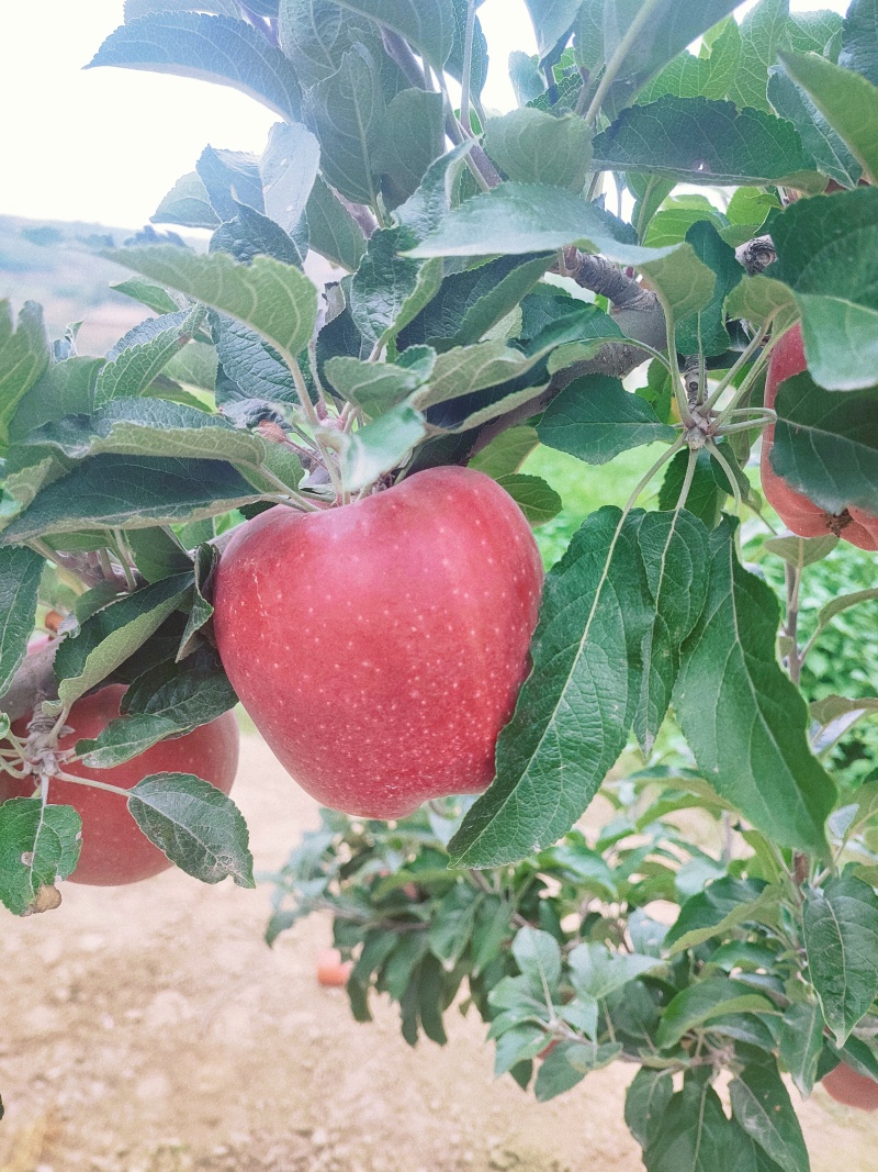 天水花牛苹果开摘代收供应市场电商各种大型超市支持快递