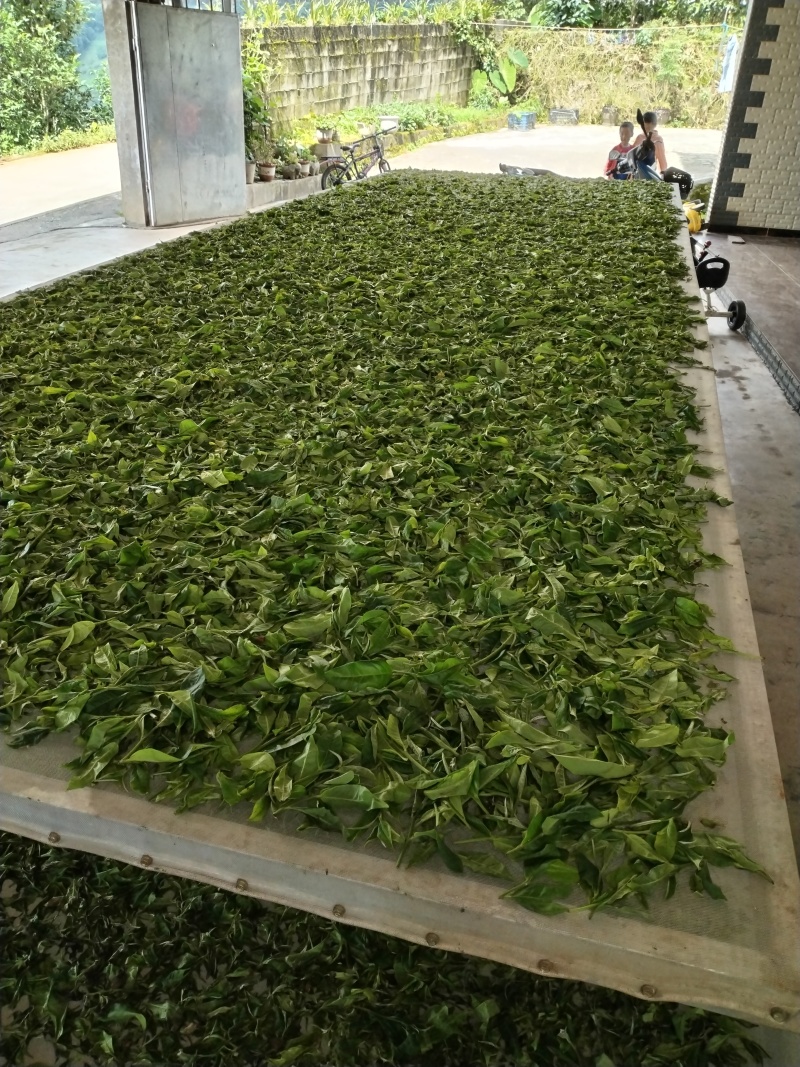 云南勐库大忠山普洱生茶饼，产地直发，欢迎各位老板咨询采购