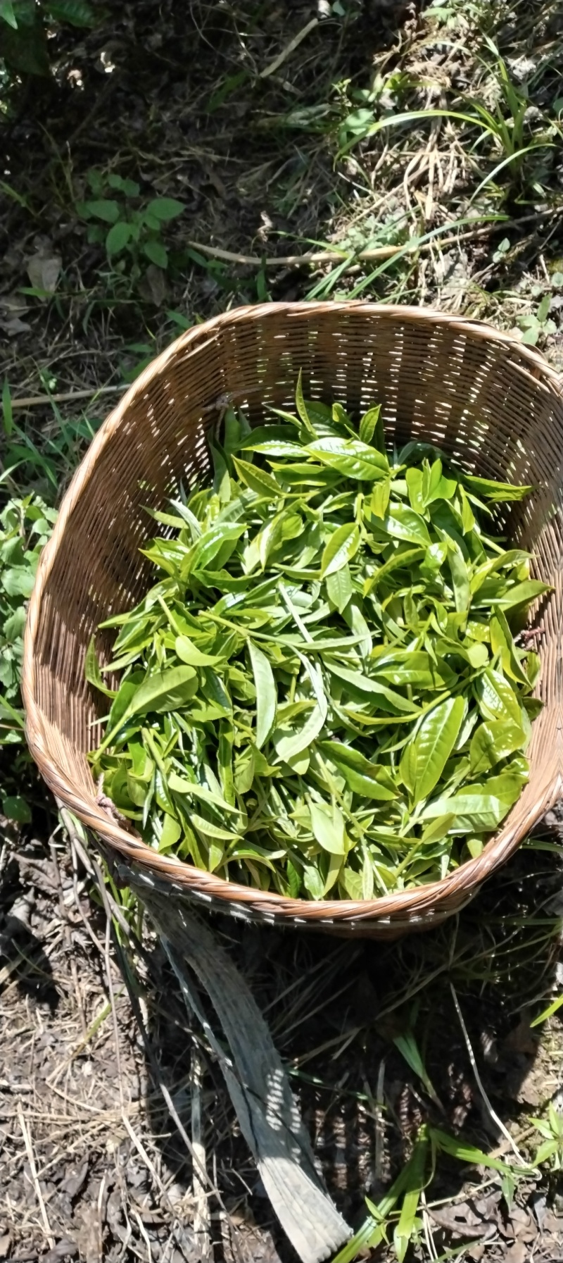 云南勐库大忠山普洱生茶饼，产地直发，欢迎各位老板咨询采购