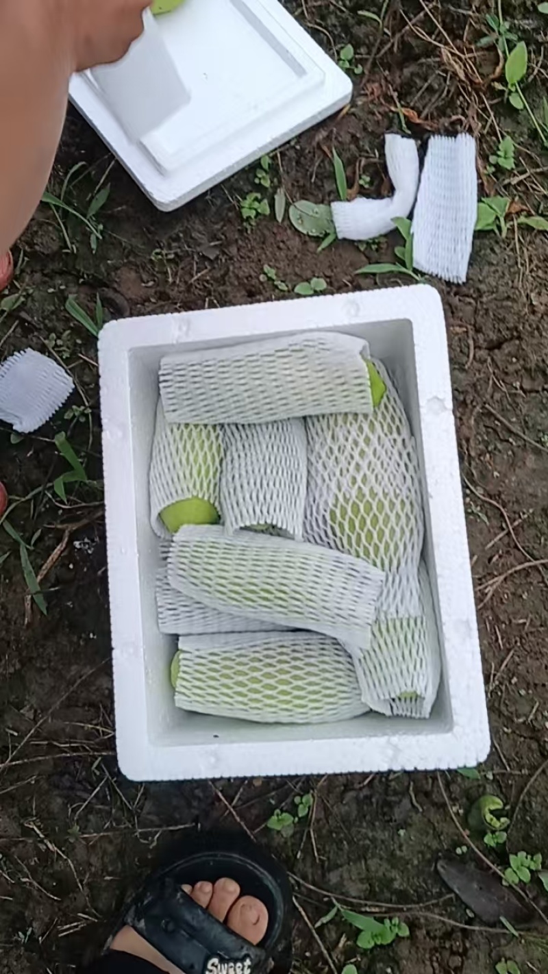 贵州八月瓜七月瓜基地直供，随时量大电联详谈
