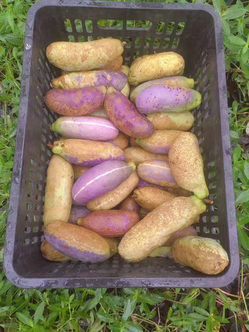 贵州八月瓜七月瓜基地直供，随时量大电联详谈