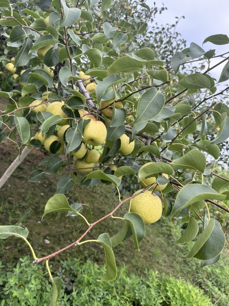 砀山酥梨口感甜