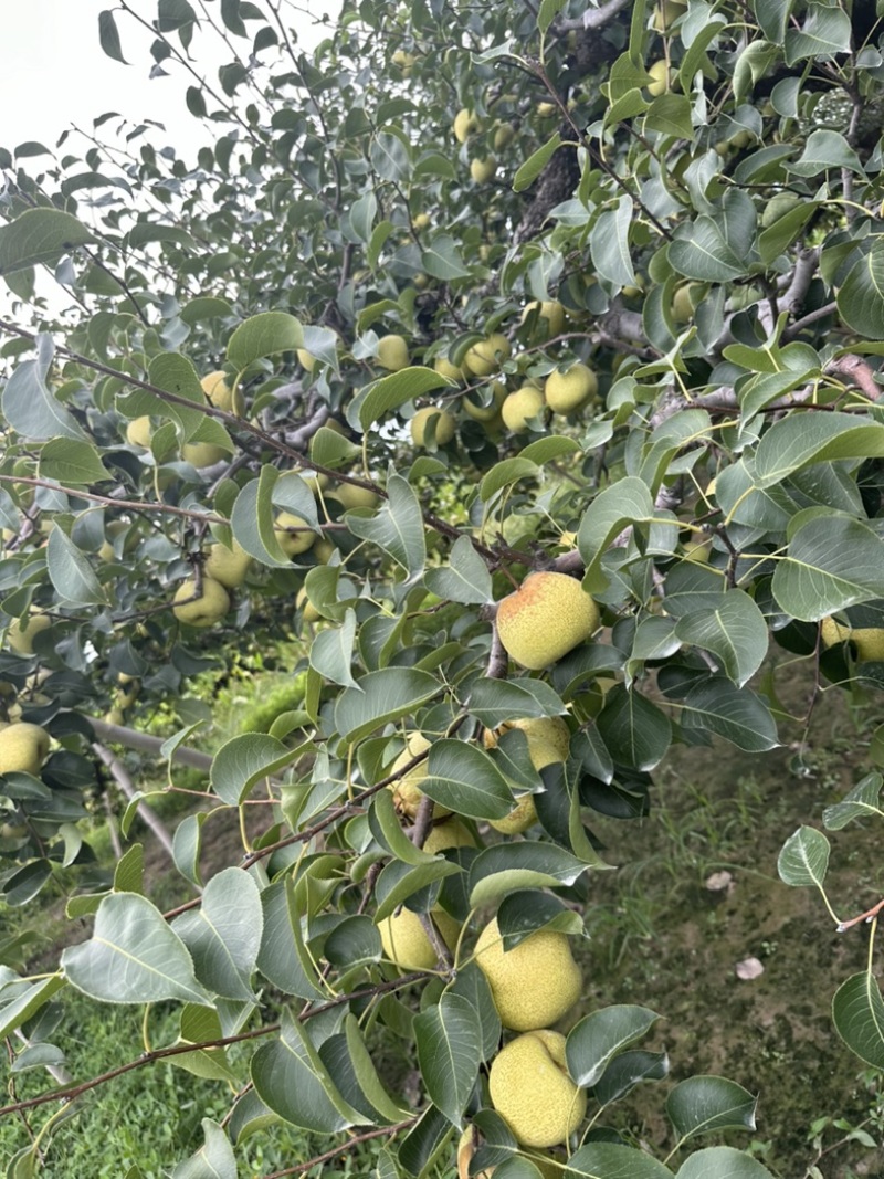 砀山酥梨口感甜