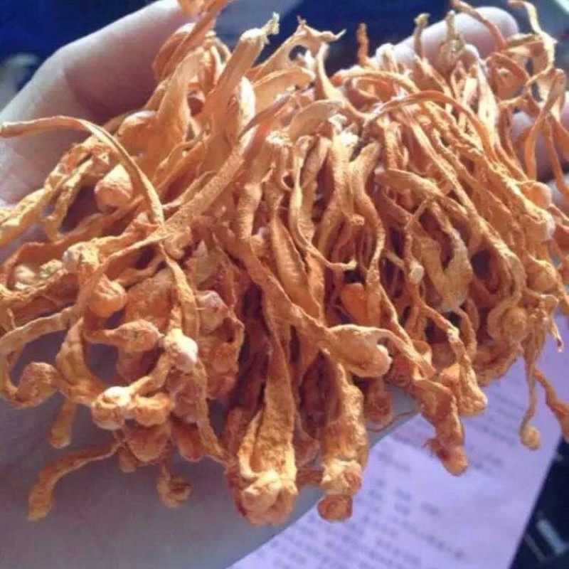 虫草花中条带头新货北虫草无硫2斤装热卖推荐