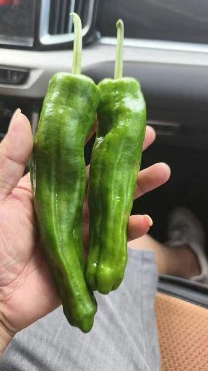 芜湖椒，原产地自家种植，量大保质保量欢迎订购