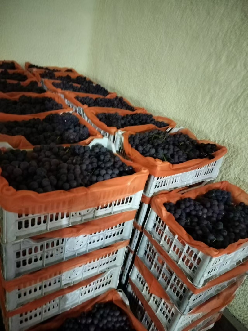 (热卖中)万亩基地，量大优惠，果实甘甜，欢迎咨询