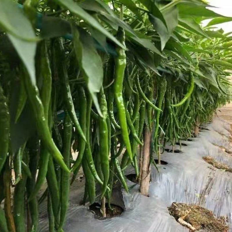 【线椒苗，】品质好成活率高基地直发欢迎联系