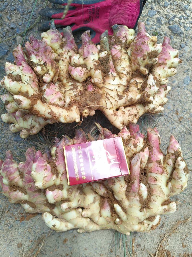 市场，电商嫩姜，大量有货